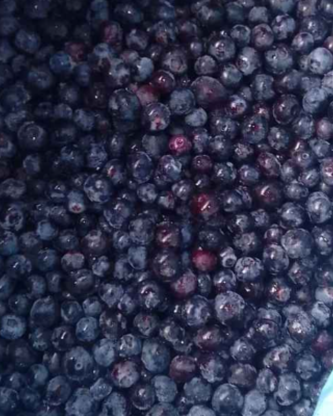 Arándanos IQF